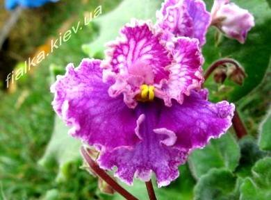 ЭхоКарнавала2